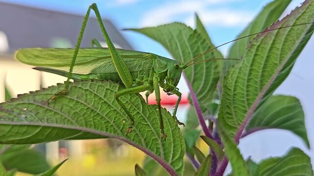 A grasshopper grooms its antennae then moves its legs on sage, sky behind