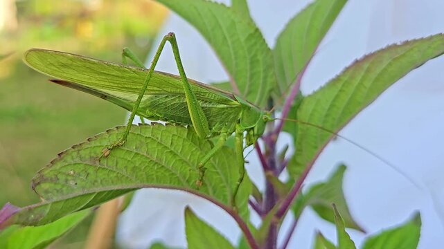 A grasshopper perches on sage seen from behind, wings dorsal surface showing