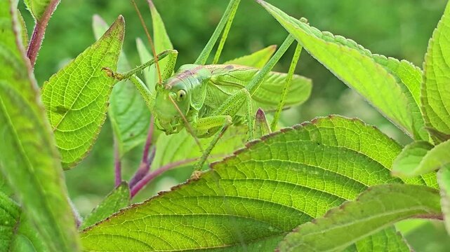 A grasshopper stares directly into the camera in an alert attack posture