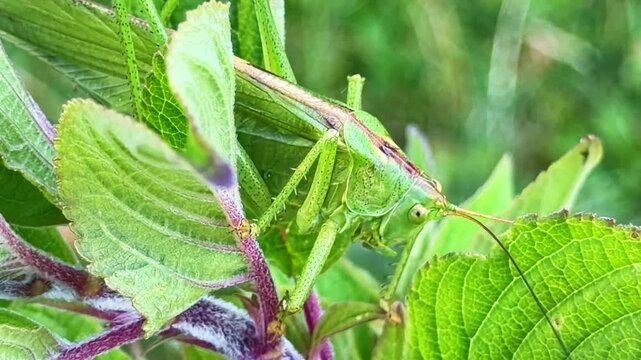An extreme macro shot of a grasshopper moving its mandibles on sage leaves
