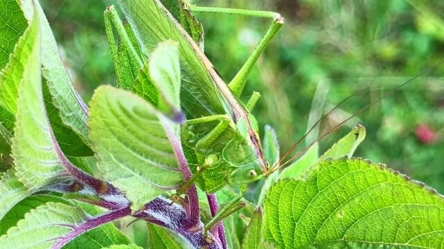 A grasshopper suddenly raises its antennae then moves its mandibles on sage