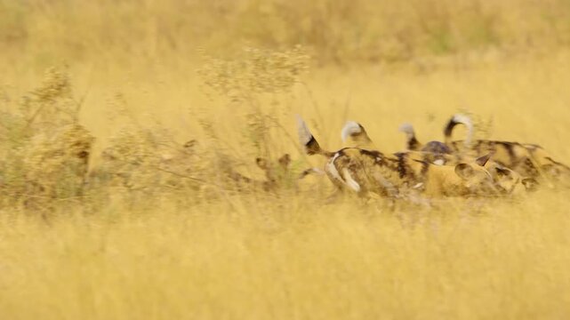 Slow-motion footage captures the intense playfulness of a pack of wild African Wild Dogs (Lycaon pictus) in the Central Kalahari Game Reserve, South Africa. 