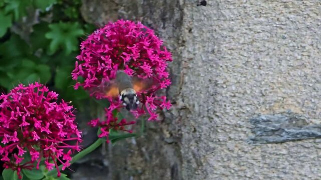 Close-up of a hummingbird hawk moth hovering while feeding on flower nectar.