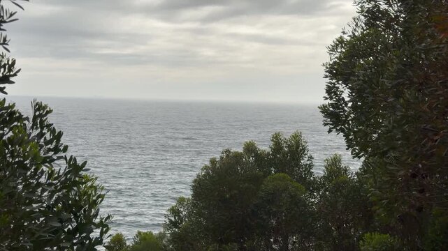 Serene elevated view of the Atlantic Ocean framed by lush indigenous coastal trees and fynbos shrubs, Cape Town, South Africa. The calm, grey-blue ocean stretches to the horizon under an overcast sky,