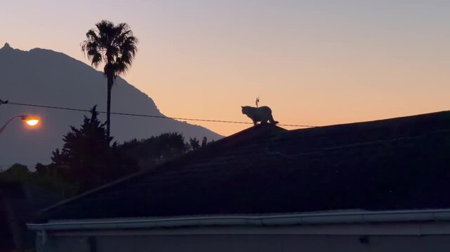 A cat on the roof in Cape Town in the suburbs at dusk.