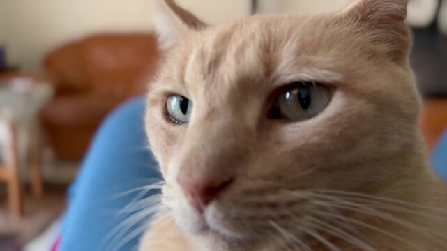 A curious Ginger cat on a sofa.