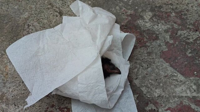 Sensitive shot of a small, helpless rescued baby bird chick on a cloth