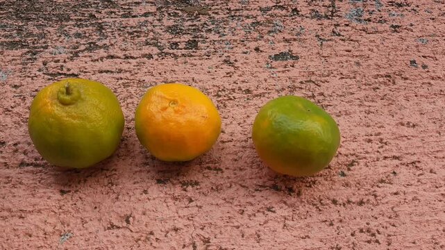 Hands organizing and aligning fresh organic tangerines on a table