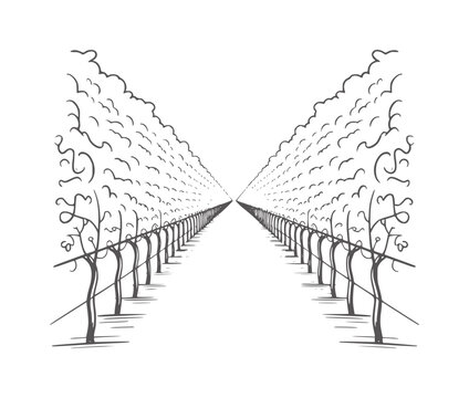 Minimalist black and white vineyard with symmetrical rows of grapevines symmetry