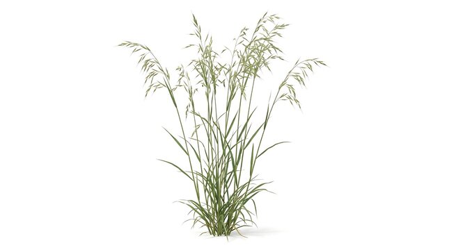 A mature tall oat grass (Arrhenatherum elatius) with graceful seed clusters and long upright blades, isolated on pure white background