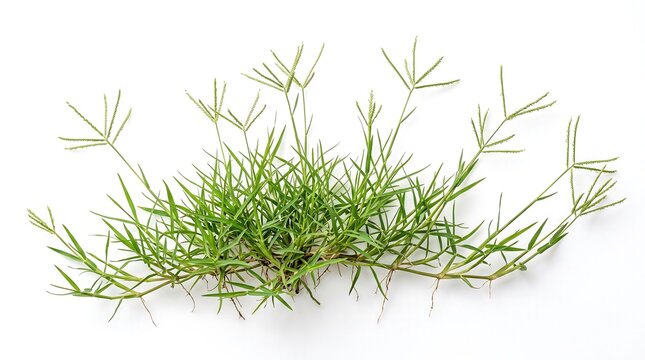 A thriving Bermuda grass (Cynodon dactylon) showing creeping stems, fine textured leaves, and delicate seed spikes, isolated on pure white background