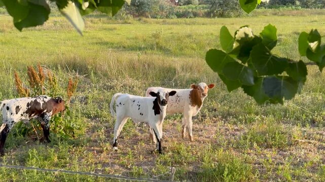 Three newborn Texas Longhorn calves with distinctive markings explore a sunlit green pasture behind a wire fence. Gentle morning light and leafy branches add a charming, peaceful rural ambiance.