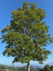 Fototapeta premium Full green tropical tree standing tall against a bright clear blue sky with a distant mountain horizon.
