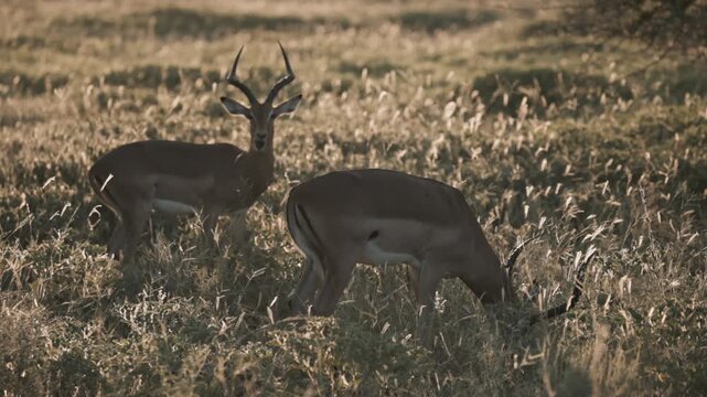 Two antelopes stand in warm late-afternoon light as one grazes and the other lifts its head in open African savanna grass.