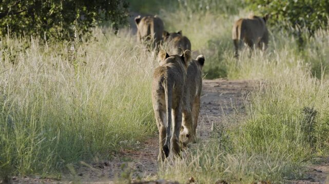 Young lions walk in single file along a narrow dirt track through sunlit grass in the African bushveld.