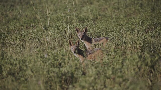 Two alert juvenile jackals rise from dense field vegetation and watch the camera in warm daylight.