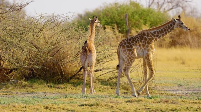 Two adorable Northern Giraffe calves quench their thirst, drinking water from a serene river in the stunning Okavango Delta. 