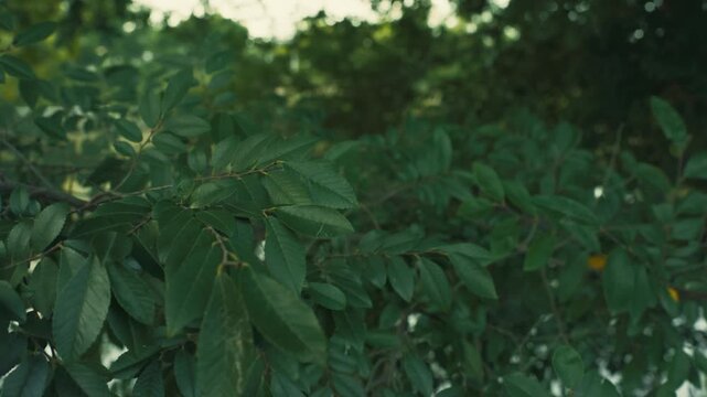 close up of green leaves in the summer