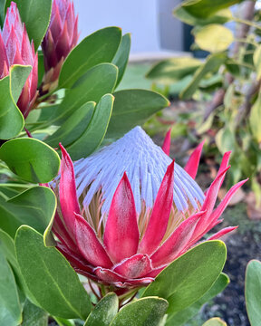 King Protea Flower Bloom with Silver Centre and Pink Bracts