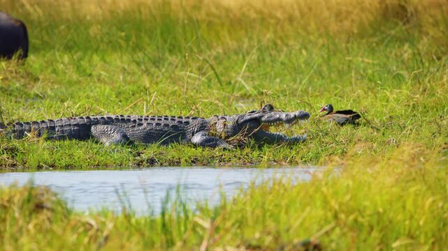 Footage of a Nile crocodile near a river, with a duck and cape buffalo near it unaware of the danger, Khwai Moremi Game Reserve. 