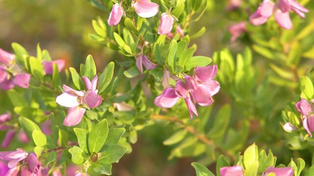 Close Up of Pink Polygala Myrtifolia Flowers in Bright Sunlight