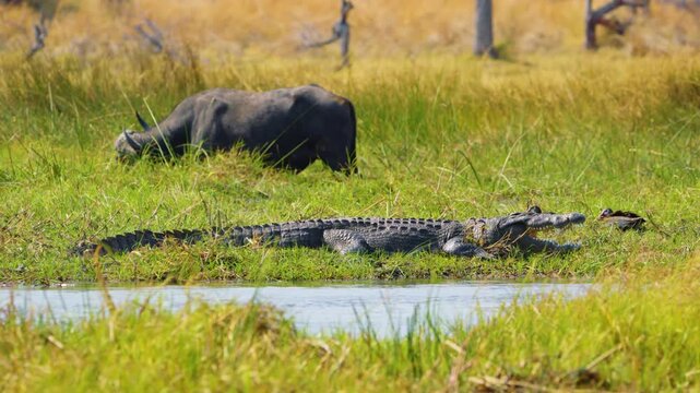 Footage of a Nile crocodile near a river, with a duck and cape buffalo near it unaware of the danger, Khwai Moremi Game Reserve. 