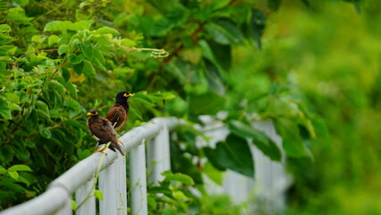 Two Common Mynas (Acridotheres tristis) perched on a white railing surrounded by lush green foliage. The birds rest peacefully in a natural setting while vibrant vegetation creates a calm and refreshi © chaivit