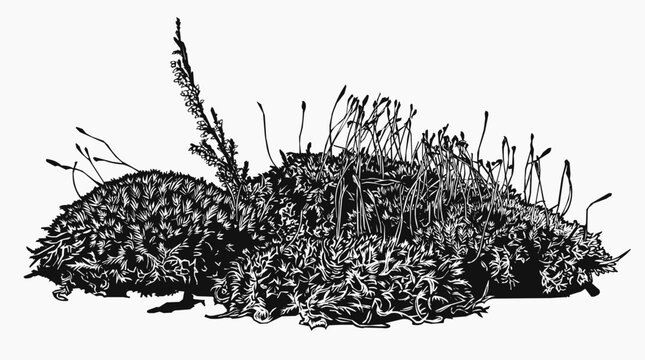 Black and white silhouette of a miniature succulent arrangement with wild moss and botanical plants for a natural landscape design