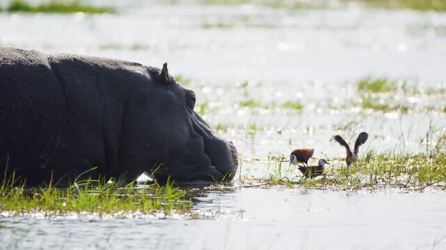 African Jacanas (Actophilornis africanus) forage in the shallow waters of the Okavango Delta, Moremi Game Reserve, as a hippopotamus (Hippopotamus amphibius) looks on