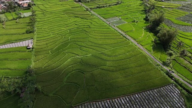 Aerial view of rice field plantation in Pronojiwo Village, East Java, Indonesia. Indonesia is the world's third-largest rice producer, with over 10 million hectares of paddies.