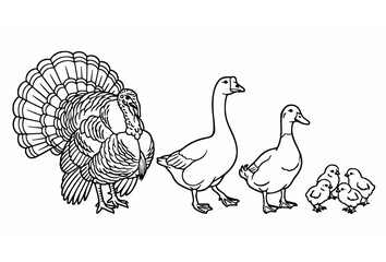 Hand drawn farm poultry birds vector illustration set featuring domestic turkey goose duck and small baby chicks isolated on white background, © Abdullahall