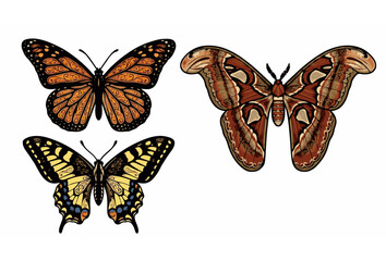 Beautiful detailed butterflies and moth vector illustration set featuring orange monarch yellow swallowtail and giant atlas moth isolated on white background, © Abdullahall
