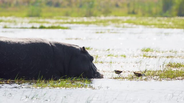 In Okavango Delta, Moremi Game Reserve, South Africa, a hippopotamus (Hippopotamus amphibius) stands submerged, munching on lush grasses. African Jacanas (Actophilornis africanus) strut nearby. 