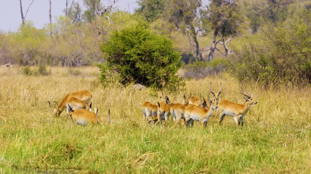 herd of Lechwe (Kobus leche) antelopes graze in a lush Okavango Delta wetland, Moremi Game Reserve, South Africa. Their reddish-brown coats and spiral horns blend with the green surroundings. 