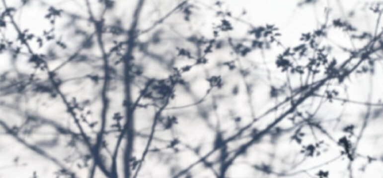 Tree Leaves Shadow Overlay. Summer Gobo Light Effect of Leaf and Branch Shadows. Abstract Tree Shades and Gradations.