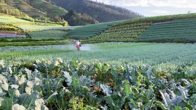 farmer spraying fertilizer or pesticide on green onion crops in a terraced mountain farm field at sumbing mountain 