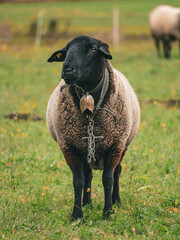 Black headed domestic sheep wearing a traditional metal cowbell with a heavy chain, standing in a lush alpine meadow with yellow flowers. Vertical portrait of a beautiful farm animal in summer. © Maryna Bykova