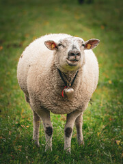 white sheep with a traditional cowbell standing in a lush green pasture, looking directly at the camera with a funny expressive face. Beautiful vertical portrait of a domestic farm animal. © Maryna Bykova