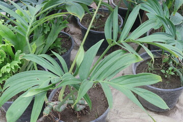 Rhaphidophora decursiva leaf plant on farm © CMYK MAKER