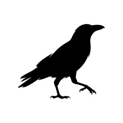 Fototapeta premium A black silhouette of a crow walking on the ground in profile view