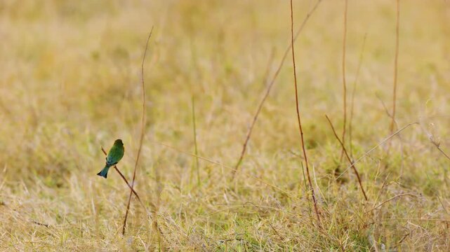 A Little Bee-eater (Merops pusillus) flits through the air, its bright plumage flashing in the sunlight, before landing delicately on a slender grass branch in the Okavango Delta's Moremi Game Reserve