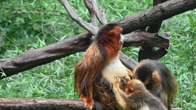 two golden snub-nosed monkeys grooms another big one resting on the log