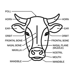 Cow Head Anatomy Line Diagram Illustration  © Rif
