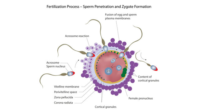 Fertilization Process &ndash; Sperm Penetration and Zygote Formation, the stages of human fertilization, including the acrosome reaction, sperm penetration, cortical reaction, pronuclear formation, and zygo