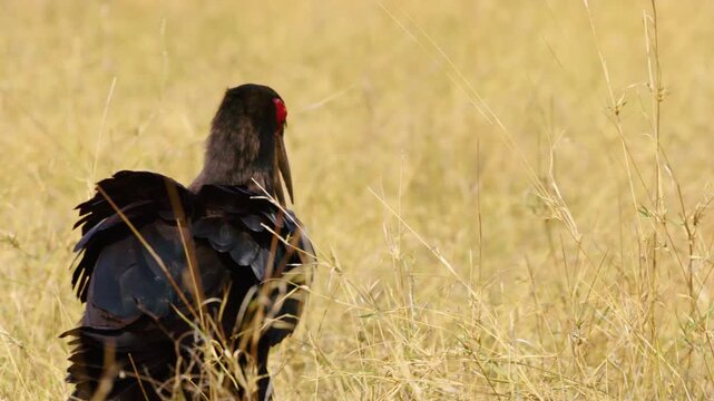 A close-up view of a Southern Ground Hornbill's (Bucorvus leadbeateri) body as it walks through the savannah grasslands of Botswana, South Africa, showcasing its striking black and red plumage, long b