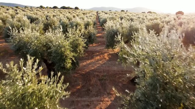 Aerial view of mediterranean olive grove at sunset, rows of olive trees in rural farm landscape orchard