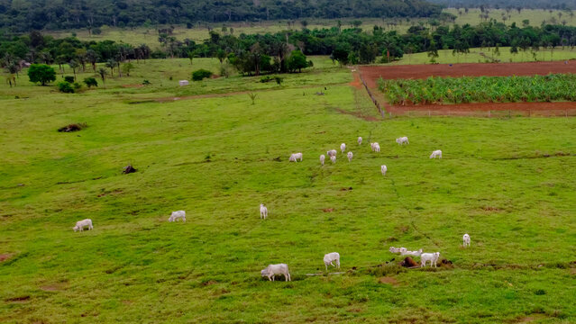 Aerial view of Nelore cattle grazing in a sustainable pasture system, family farming crops, and legal reserve forest in the Brazilian Amazon region, late afternoon light