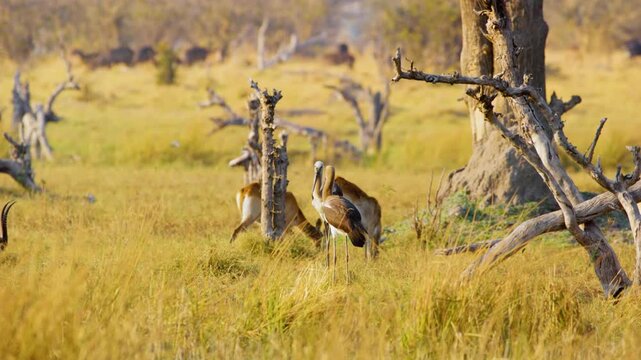 Two Saddle-billed Storks (Ephippiorhynchus senegalensis) forage in the lush grass of Botswana's savannah, their distinctive saddle-shaped bills probing for food, while antelopes graze in the backgroun