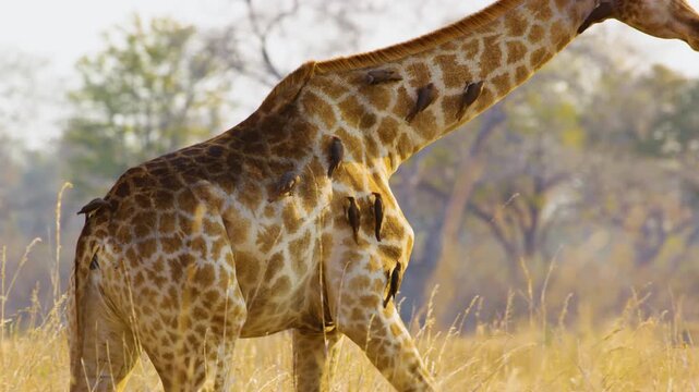 Close-up of a Northern Giraffe (Giraffa camelopardalis) with Oxpeckers (Buphagus spp.) covering its body, feeding on parasites in a symbiotic relationship in savannah of Botswana. 