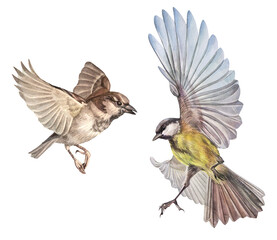 Watercolor set with flying sparrow and titmouse isolated on white background. Wild brown bird for card or celebration invite. Animal with wings. Botanical clipart for wallpaper or wrapping © NatashaKun